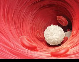 Engineered white blood cells can eliminate cancer, study finds
