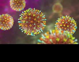 Minimal chance of Nipah virus spreading to Sri Lanka from India: Health Ministry