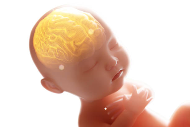 Early indicators of autism may be identified in fetal brain scans