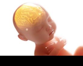 Early indicators of autism may be identified in fetal brain scans