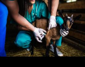 Govt finalises standard veterinary treatment guidelines to boost animal health sector