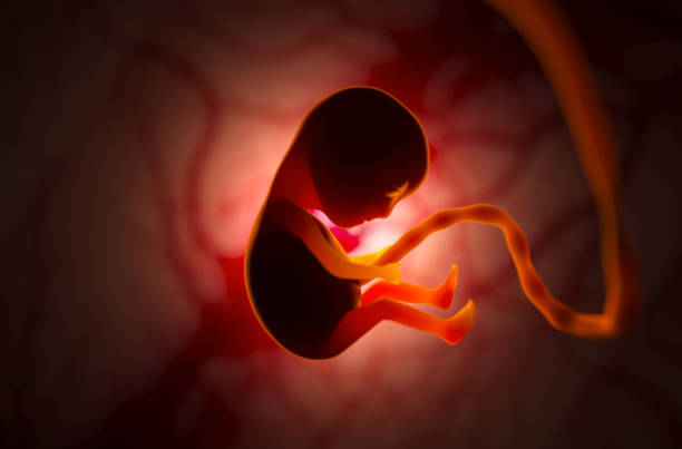 First synthetic human ’embryo’ created: Scientists