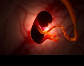 First synthetic human ’embryo’ created: Scientists