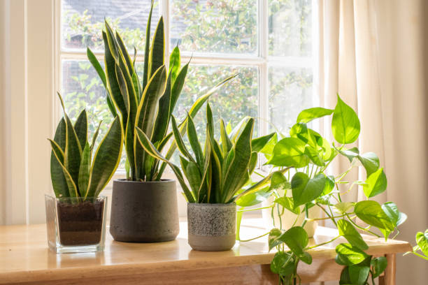 Indoor plants remove cancer-causing toxins from air: Study 