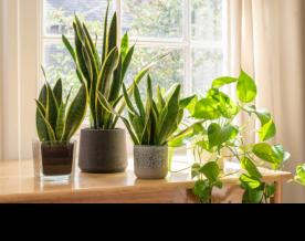 Indoor plants remove cancer-causing toxins from air: Study 