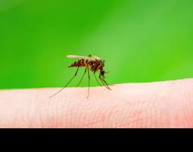 India committed to eliminating Lymphatic filariasis by 2027: Health Minister Mandaviya