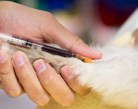 India releases first-ever national guidelines for animal blood transfusion, blood banks