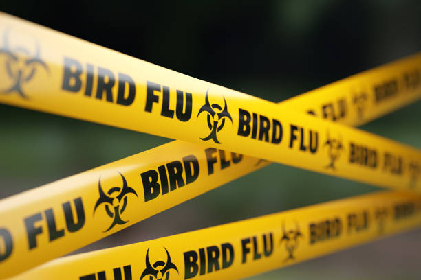 Bird flu poses risk of pandemic worse than COVID, France's Institut Pasteur says