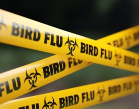 Bird flu poses risk of pandemic worse than COVID, France's Institut Pasteur says