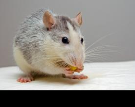 Rats Receive First-Ever Transplants of Frozen Kidneys