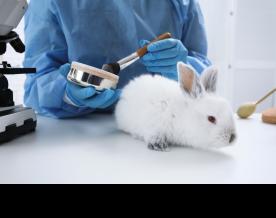 UK to begin testing cosmetics on animals again