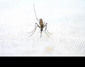 World Malaria Day 2023: Time to deliver zero malaria, says WHO