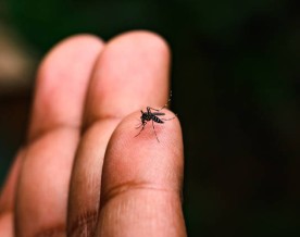 Global study projects 51 lakh in India could be at risk of chikungunya every year in long-term