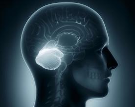 Human brain's cerebellum affected more than other regions from Covid: Study